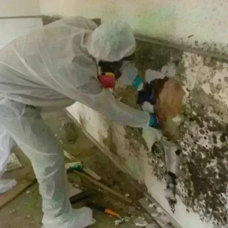 Mold Remediation and Removal in Independence, WI